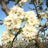 Montoliu de Lleida_Pom de flors_retouch_1920px