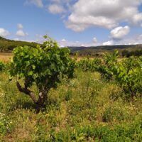 Finca el Vinyet Junio-1600px