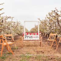 almacelles-floracio-prunus_12_0